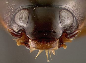 Media type: image;   Entomology 23059 Aspect: head frontal view